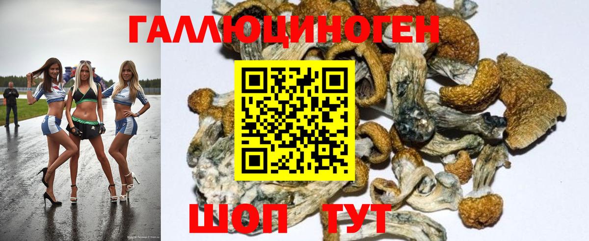 Псилоцибиновые грибы Cubensis Каменка